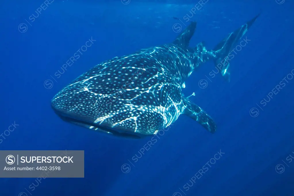 Whale Shark, Honda Bay, Palawan, The Philippines