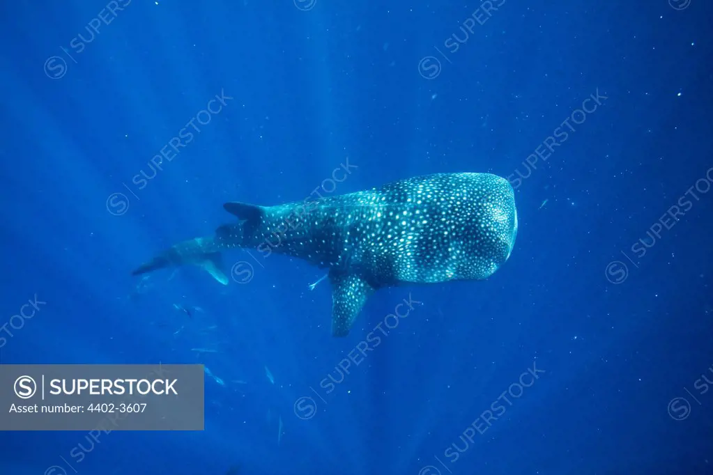 Whale Shark, Honda Bay, Palawan, The Philippines