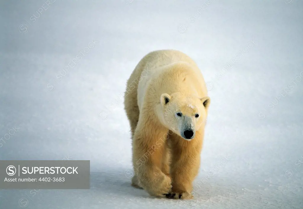 Polar bear, Cape Churchill, Manitoba, Canada.