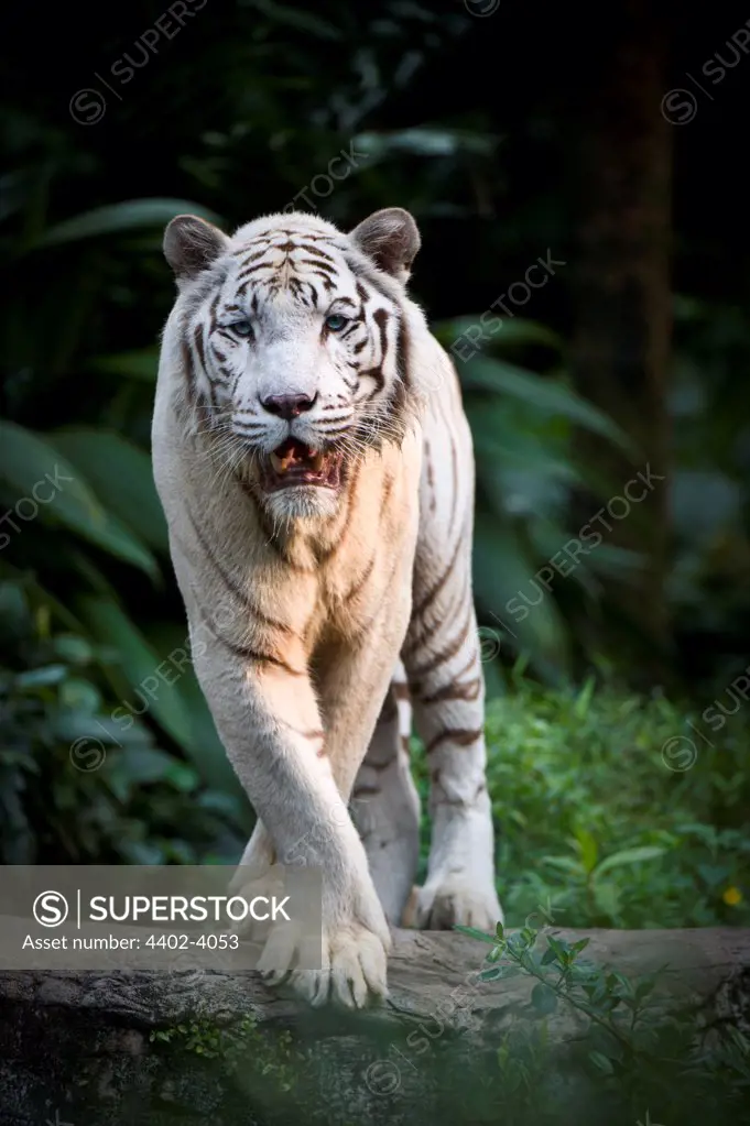 Male White Tiger . Double recessive gene produces pale colour morph. Original wild individuals occurred near Rewa in India. Now only in captivity. Photographed in captivity at Singapore Zoo.