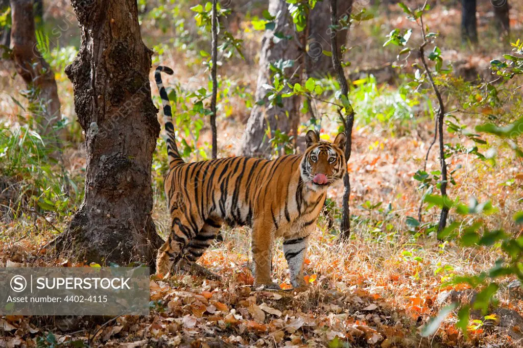 Bengal Tiger marking his territory, Bandhavgarh National Park, Madhya Pradesh, India