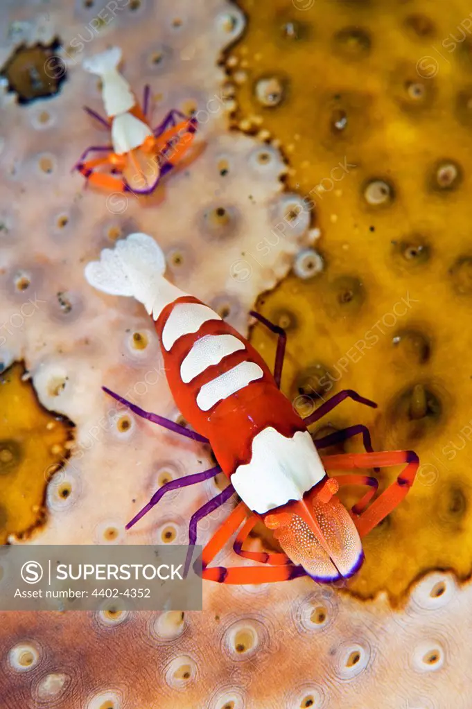 Emperor shrimps on sea cucumber, Lembeh, Indonesia