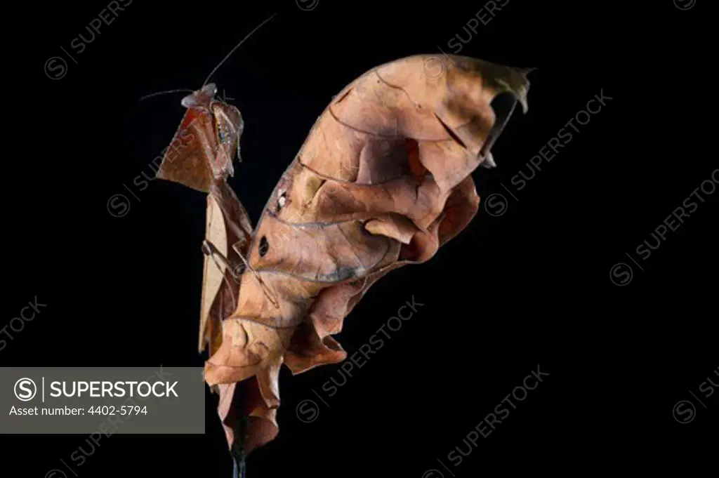 Giant Deaf-Leaf Mantis on dry leaf in the rain forest understorey, near Ginseng Camp, Sabah's 'Lost World', Maliau Basin, Borneo