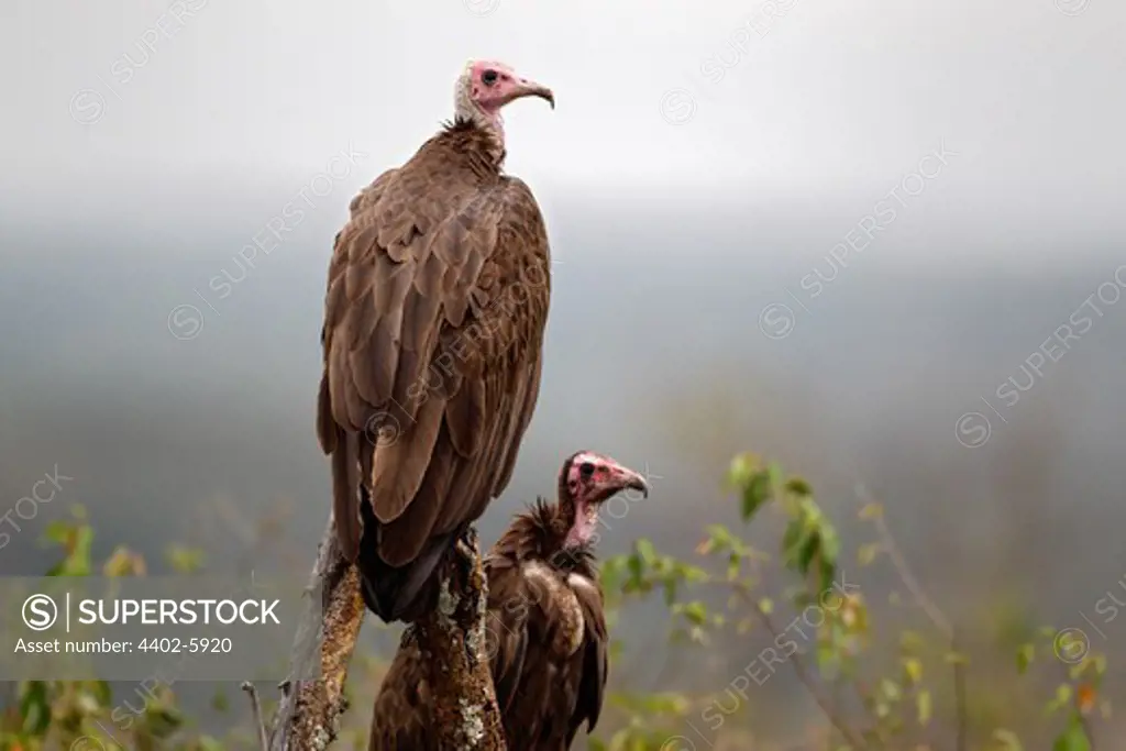 Hooded vultures, Mara Naboisho, Kenya