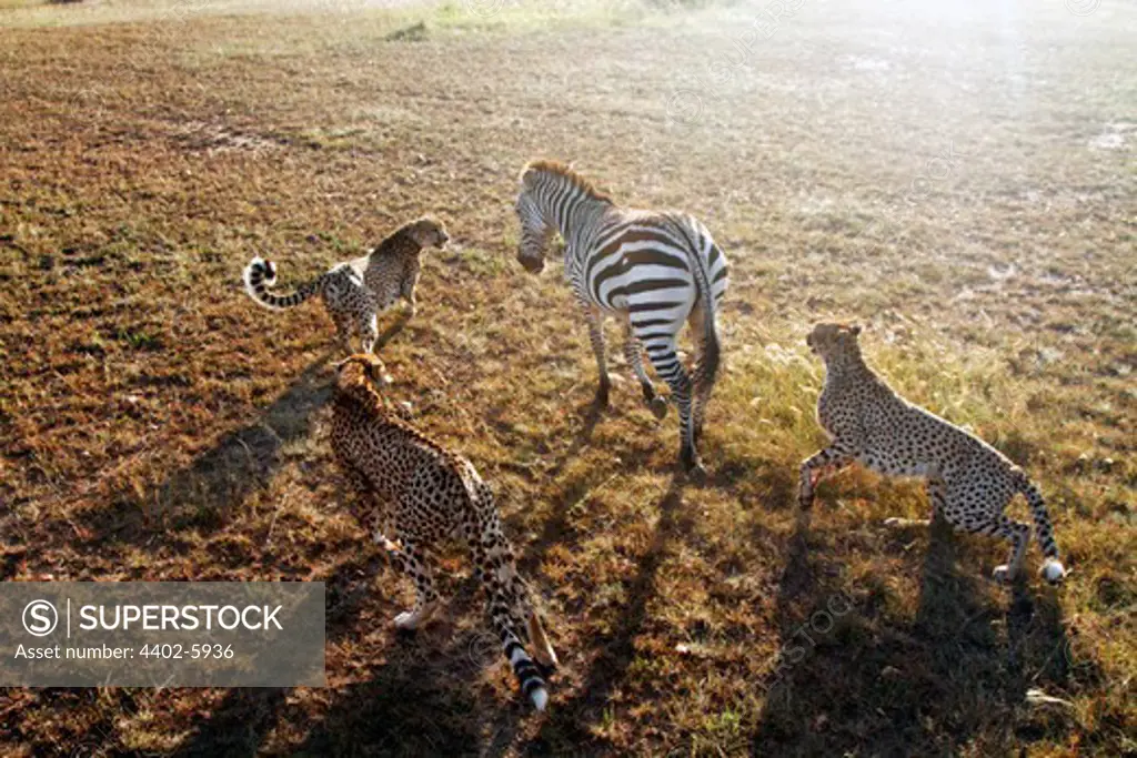 Three cheetahs hunting zebra, Masai Mara, Kenya, February,