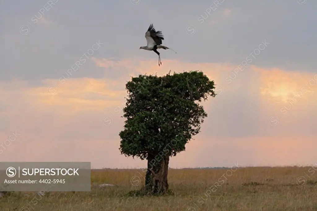 Secretary bird in flight, Marsai Mara, Kenya