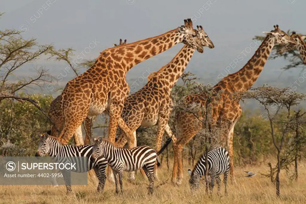 Giraffes and zebras, Mara Naboisho, Kenya