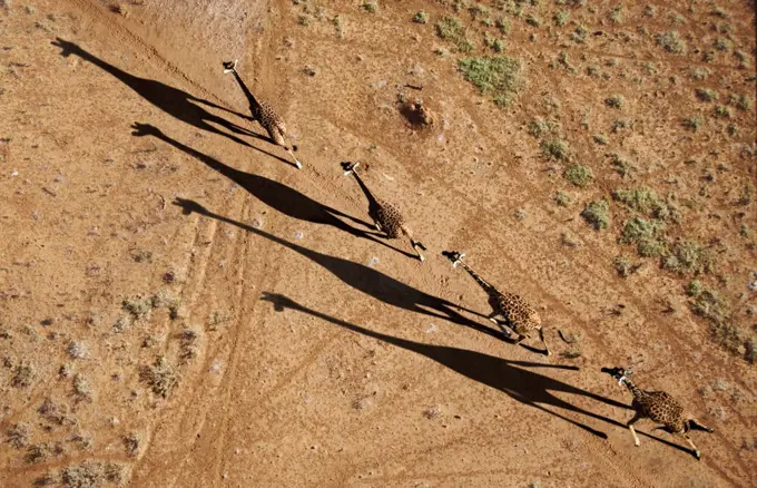 Giraffes casting shadows, Amboseli National Park, Kenya