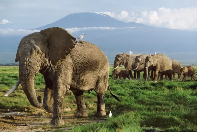 African elephant herd with Mt.Kilimanjaro in the background, Amboseli, Kenya