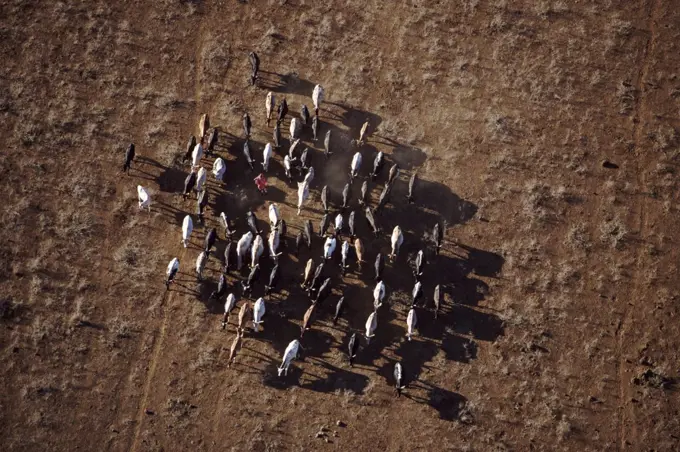 Maasai herder with cattle, Kenya