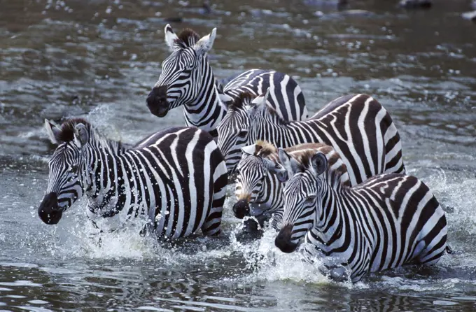 Zebras crossing Mara river, Kenya