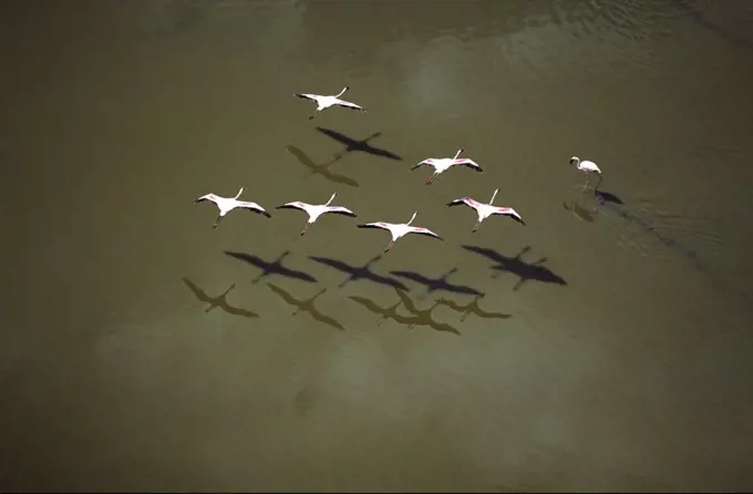 Flamingos flying low over Lake Magadi, Kenya