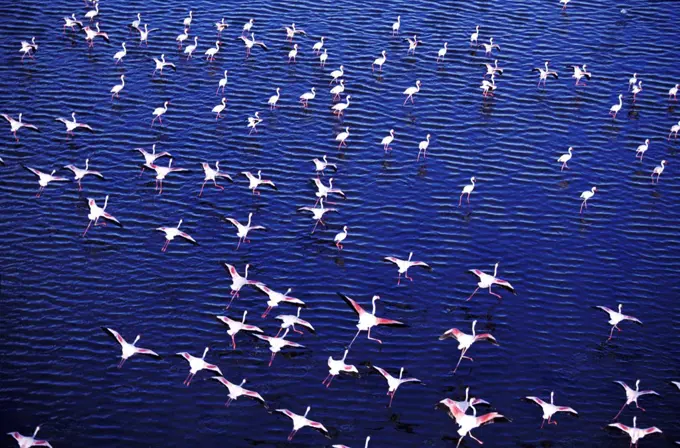 Flamingos taking off from Lake Magadi, Kenya