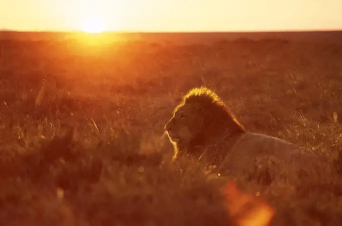 African lion at dawn, Masai Mara, Kenya