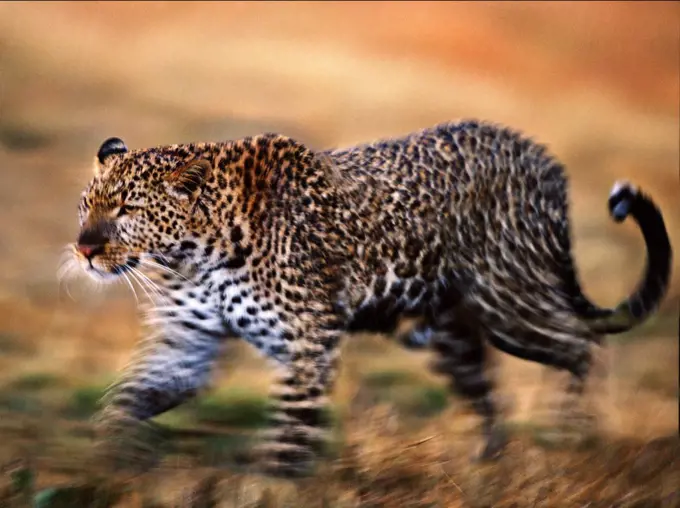 Leopard, Masai Mara, Kenya