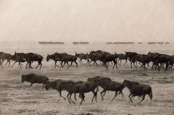 Wildebeest in rain, Masai Mara, Kenya