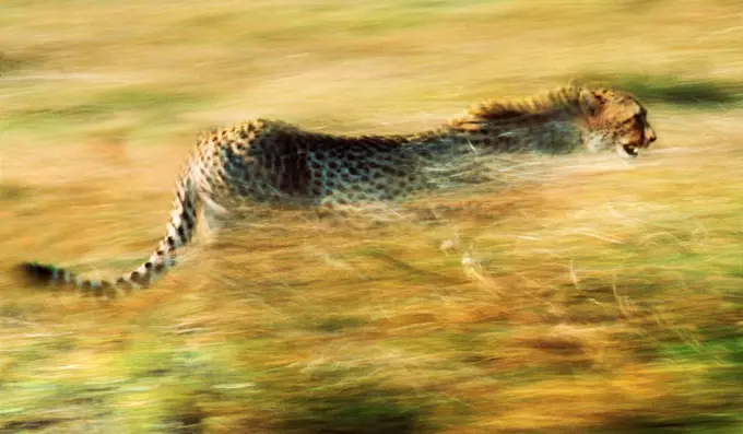 Running cheetah, Masai Mara, Kenya