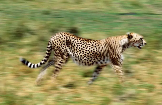 Cheetah, Masai Mara, Kenya