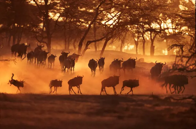 Wildebeest at sunrise, Masai Mara, Kenya