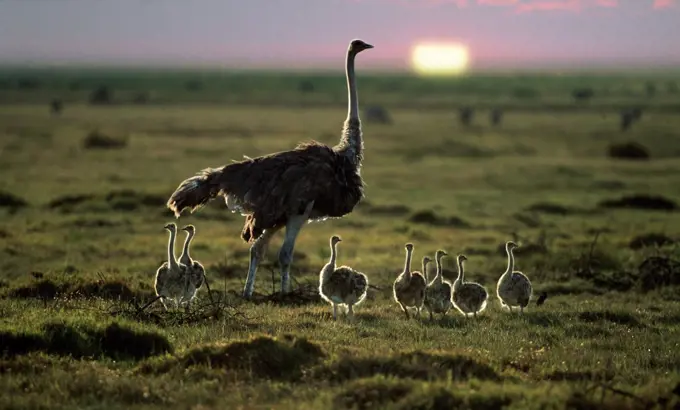 Ostrich with chicks, Masai Mara, Kenya