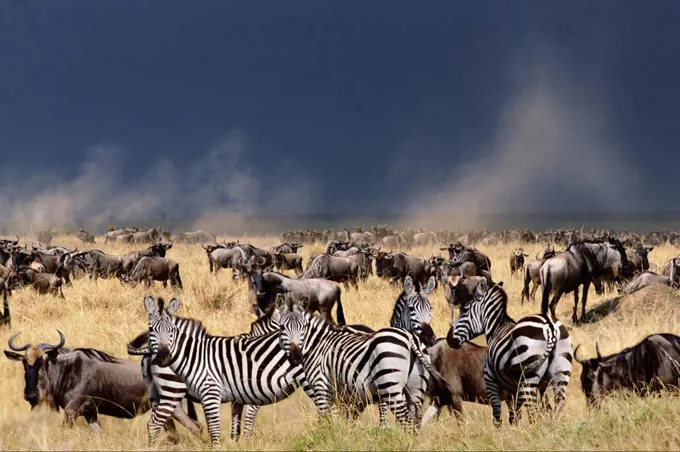 Zebras and wildebeest in the landscape, Masai Mara, Kenya