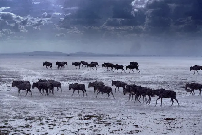 Wildebeest after rain storm, Amboseli, Kenya