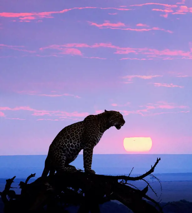 African leopard at sunset, Masai Mara, Kenya