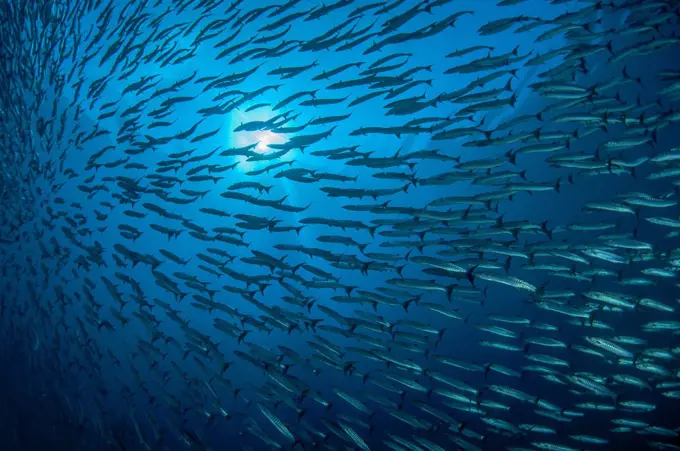 School of Barracudas, Indonesia, Sphyraena barracuda