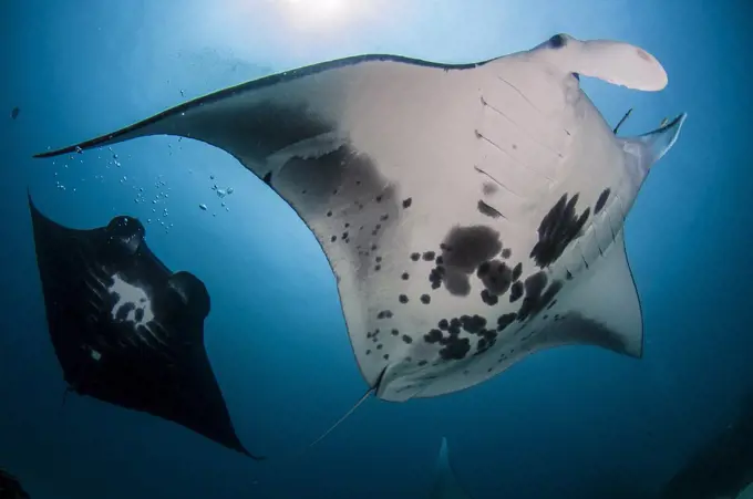 Giant Oceanic Manta Ray, Raja Ampat, Indonesia, Manta birostris