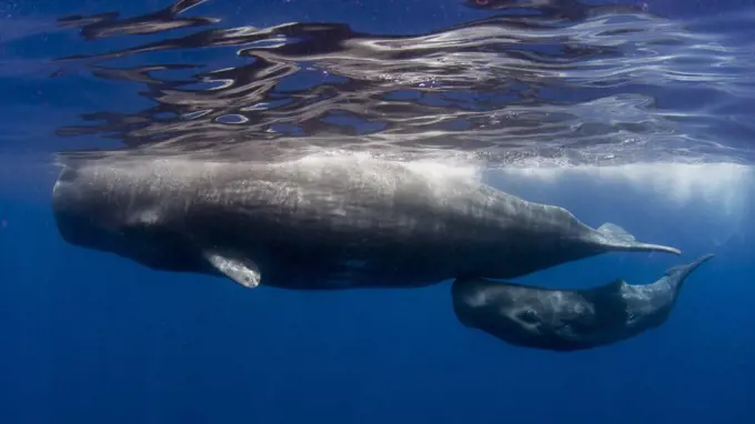 Sperm whale with Calf, Azores, Physeter macrocephalus