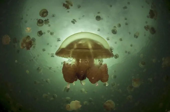 Half and half picture at Jellyfish lake, Palau, Mastigias