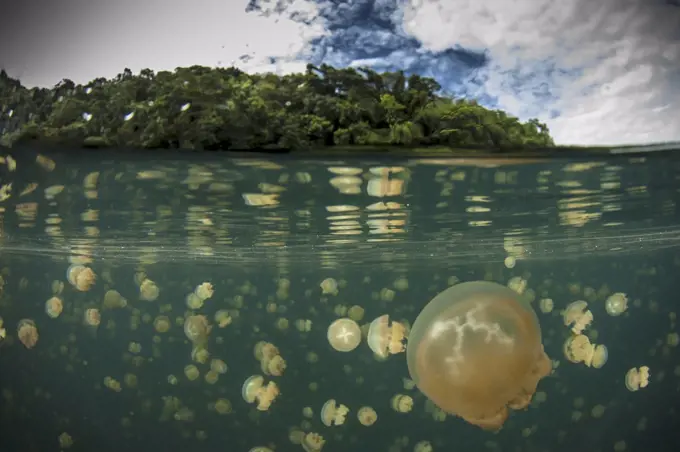 A group of jellyfish, Jellyfish lake, Palau, Mastigias