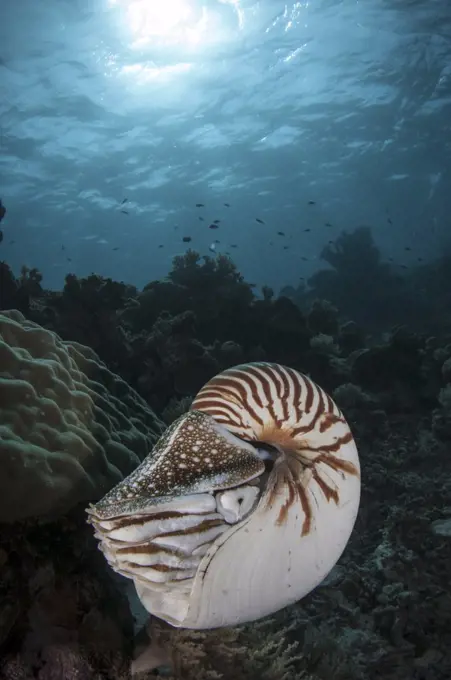 Nautilus, Palau, Nautilus belauensis