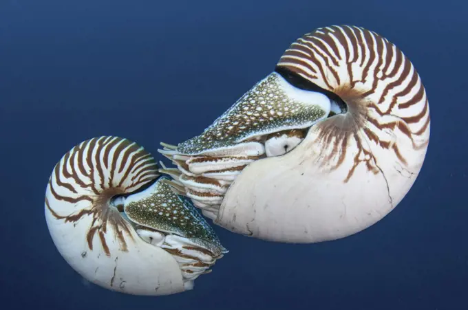 Nautilus, Palau, Nautilus belauensis