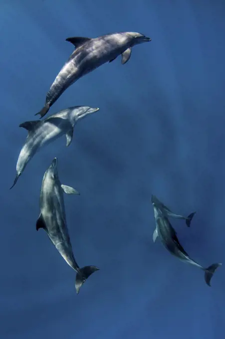 Bottlenose dolphins near the surface, Egypt, Tursiops truncatus