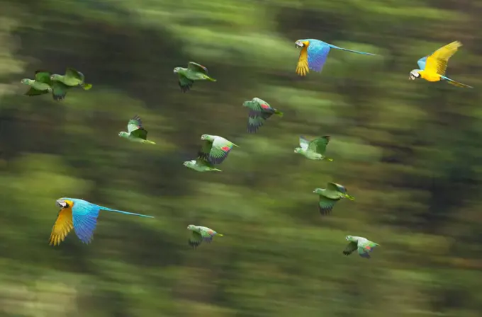 Blue and Yellow Macaws and green Parrots in flight, Tambopata River, Peru