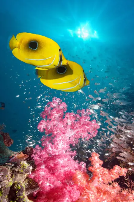 Panda butterflyfish over barrel sponge with fish schools in background. Misool, Raja Empat, West Papua, Indonesia.