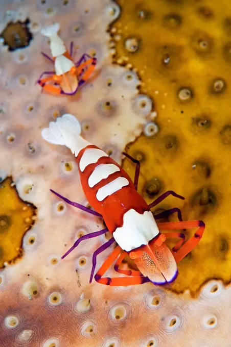 Emperor shrimps on sea cucumber, Lembeh, Indonesia