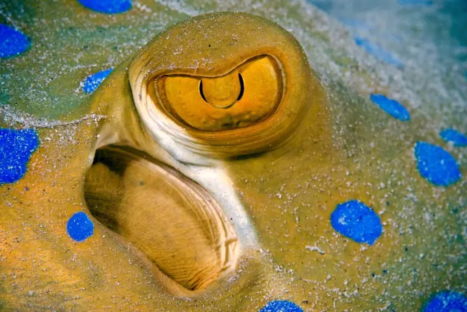 Bluespotted stingray, eye detail, Red Sea, Egypt