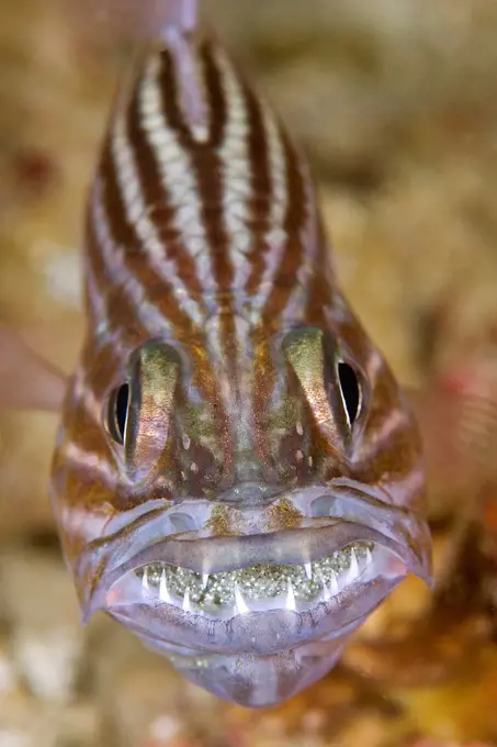 Wolf cardinalfish with eggs, Lembeh, Indonesia