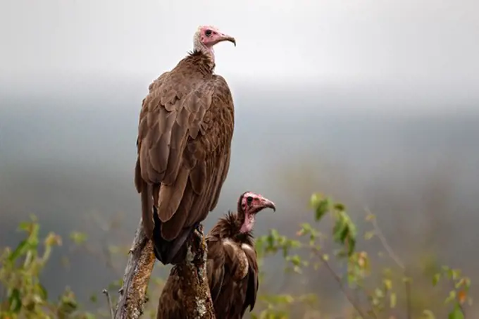 Hooded vultures, Mara Naboisho, Kenya