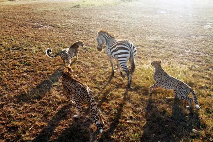 Three cheetahs hunting zebra, Masai Mara, Kenya, February,