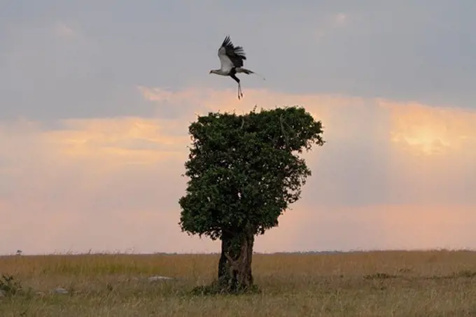 Secretary bird in flight, Marsai Mara, Kenya