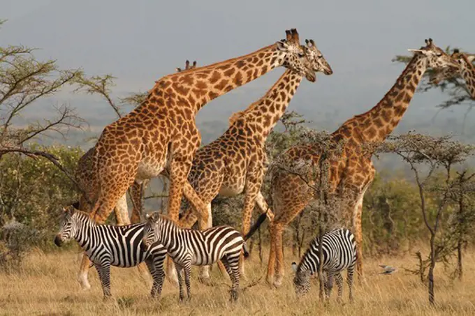 Giraffes and zebras, Mara Naboisho, Kenya