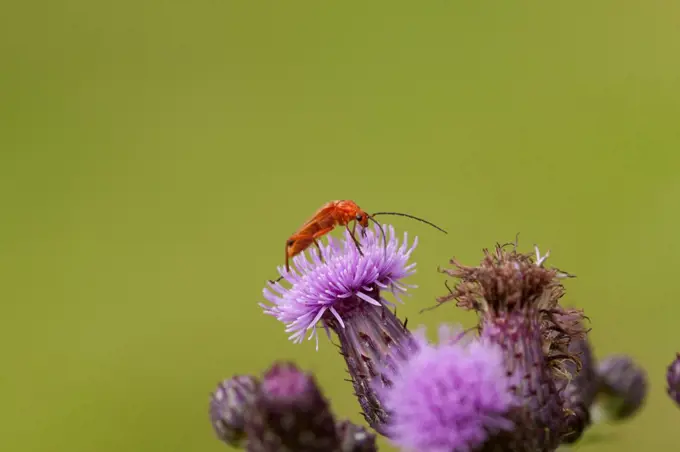 UK, Norfolk, Common Red Soldier Beetle, Rhagonycha fulva, sitting on Meadow Thistle, Cirsium dissectum