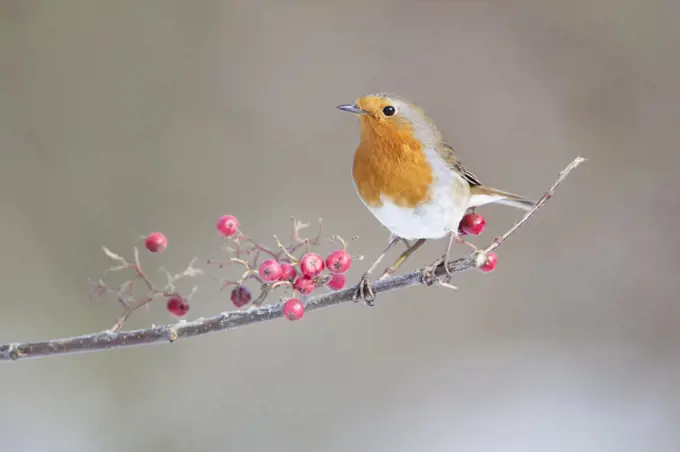  Robin Erithacus rubecula adult perched in snow Norfolk U.K. Robin Erithacus rubecula adult perched in snow Norfolk U.K.