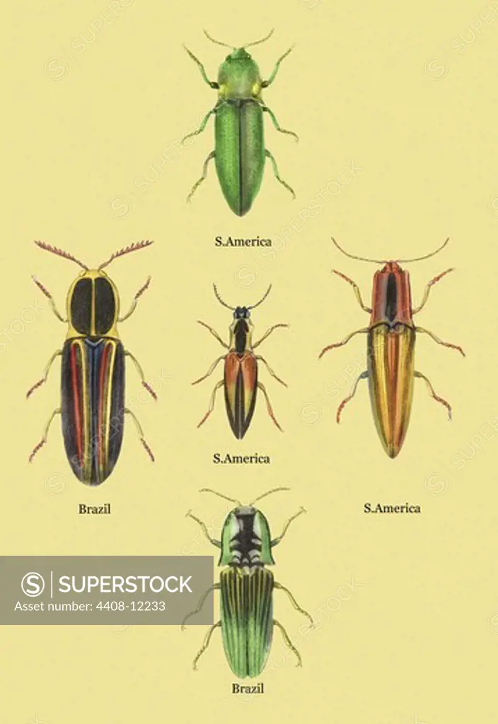 South American Beetles #2, Insects - Beetles