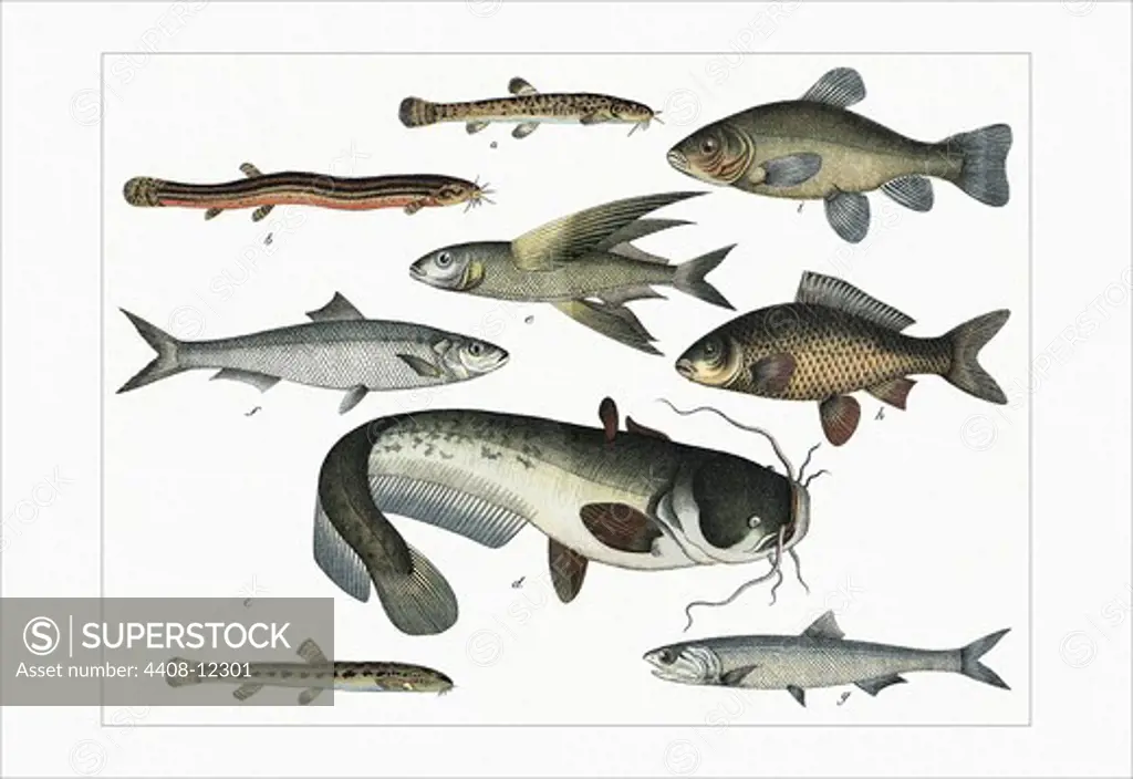 Collected Fish Specimens, Ichthyology - Fish