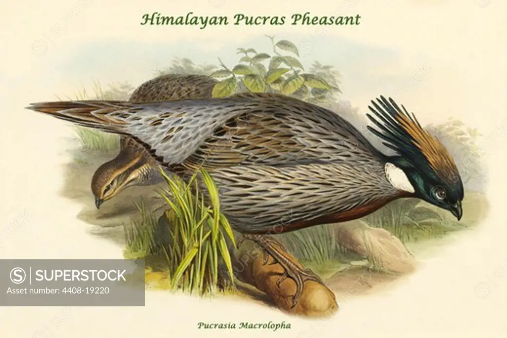 Pucrasia Macrolopha Himalayan Pucras Pheasant, Exotic Birds