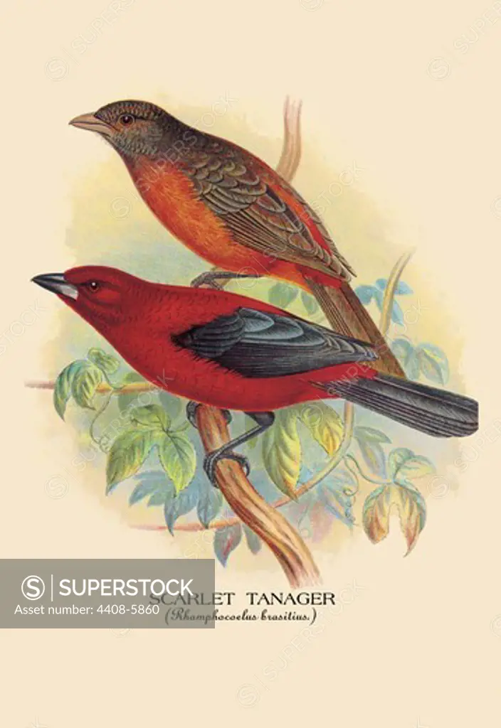 Scarlet Tanager, Birds - Finches